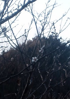 冬桜2.jpg